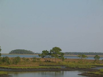 Salt marsh near Alligator Point, Florida