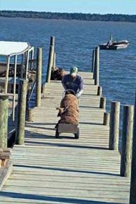 Oysters harvested from Apalachicola Bay at Eastpoint, FL