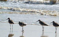 Shore birds along the shoreline at St. Joe Beach, Florida