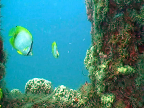Underwater reefs at Mexico Beach, Florida